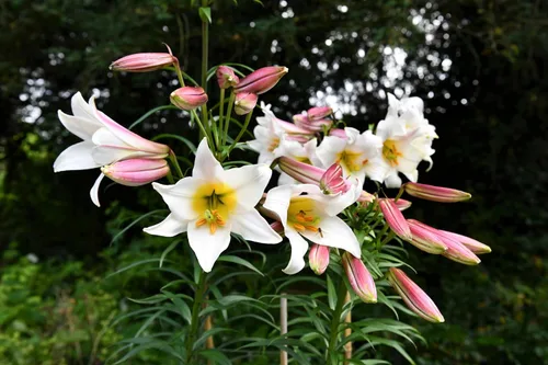 Miniatura 6 de 10 semillas de flores blancas y rosas de Royal / King's Lilium Regale