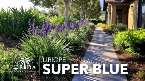 Miniatura 4 de Super Blue Liriope 3 plantas vivas Liriope Muscari Ideal para bordes y cobertura del suelo Resistente y de bajo mantenimiento