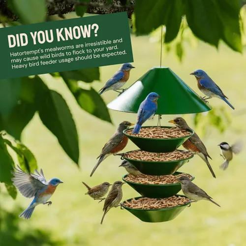 Miniatura 7 de Hatortempt Gusanos secos de harina para aves silvestres – Bolsa de 1.8 libras – Alimento Bluebird – Gusanos de comida con alto contenido