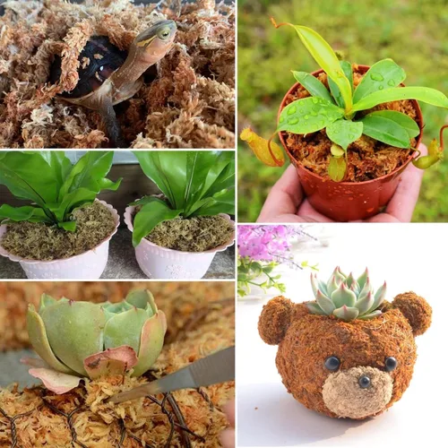 Miniatura 6 de ZeeDix 1.5 kg de musgo premium de turba sphagnum a granel, fibra larga seca para orquídeas, musgo de turba sphagnum para plantas