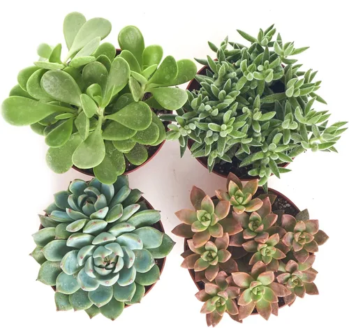 Miniatura 5 de Compre una Surtida Colección de Suculentas de 4 pulgadas