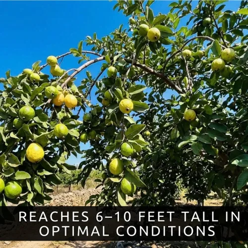 Miniatura 2 de Semillas de árbol bonsái de fruta de guayaba – 50 semillas para cultivar – Fruta tropical exótica y deliciosa. Ideal para árbol bonsái vivo