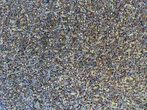 Miniatura 2 de Premium Pasto para Aves de Corral de Pollo y Forraje y Semillas de Forraje (Bolsa de 1 lb) - [33% cada uno: Tréboles, Suplemento, Granos]
