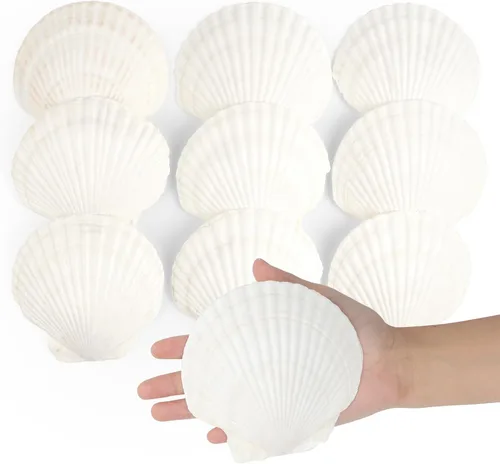 Miniatura 8 de Jangostor 16 conchas de vieira natural, conchas de vieira blancas de 4 a 5 pulgadas, conchas marinas grandes para manualidades, decoración de boda