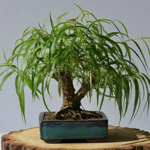 Corte de árbol bonsái de sauce para coleta, corte de tronco grueso, crecimiento rápido