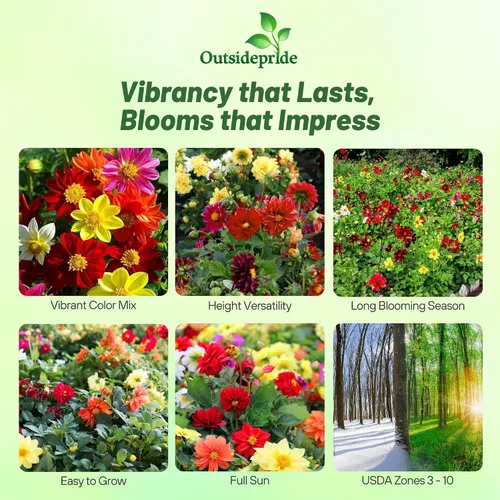Miniatura 2 de Outsidepride Opera Mix - Semillas de dalia para plantar, 200 unidades, anuales, fáciles de cultivar, semillas de flores de larga temporada