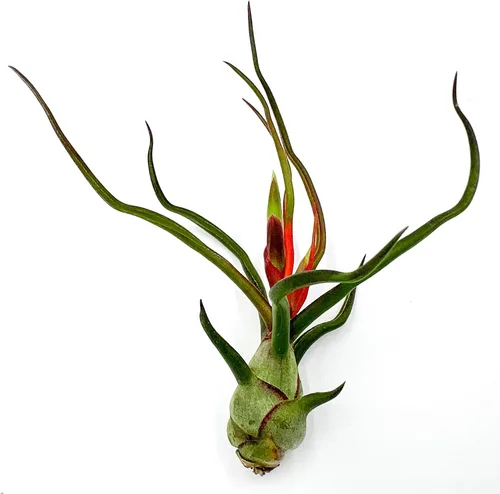 Miniatura 46 de ragnaroc Air Plants - Tillandsia Caput Medusae Floreciente, Grande 5-7" - 1ct - Llegada Viva Garantizada - Plantas de Casa para Decoración del Hogar