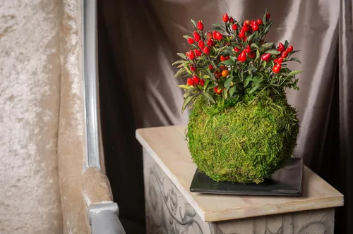 Miniatura 5 de SuperMoss (29346) Kokedama Maceta, 4 pulgadas, verde fresco