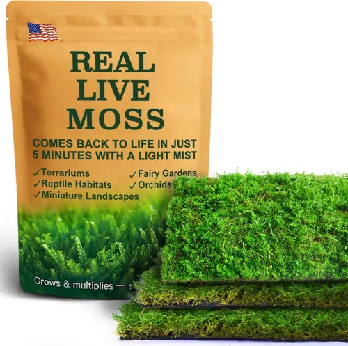 Miniatura 10 de Real Live Moss - Paquete variado (cada uno de 3.5 x 7 pulgadas), musgo real decorativo para terrarios, mini jardines, plantas en maceta y bonsái