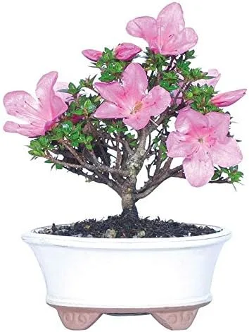 From You Flowers - Planta bonsái de Azalea de Kazán para cumpleaños, aniversario, recuperarse, felicitaciones, gracias, todas las ocasiones
