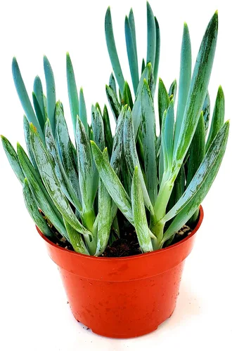 Miniatura 12 de Fat Plants San Diego Plantas suculentas totalmente enraizadas en macetas de 4 pulgadas con tierra, suculentas reales en maceta/decoración única