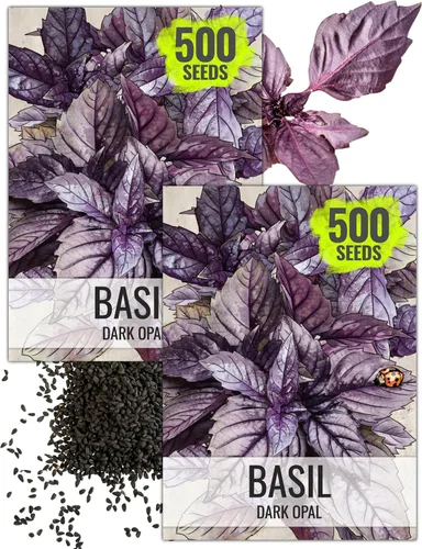 Miniatura 7 de Seed Needs Semillas de albahaca para plantar hierbas de albahaca tailandesa, sin OMG y semillas de hierbas sin tratar para cultivar un jardín