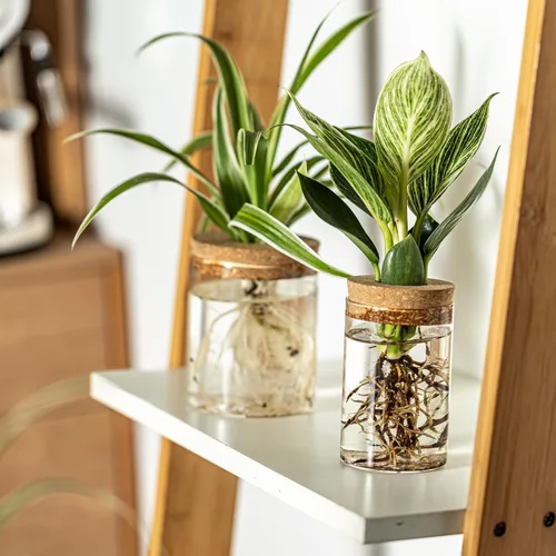 Miniatura 4 de Juego de 6 estaciones de propagación de plantas de vidrio, moderno jarrón de flores de escritorio para esquejes de suculentas, decoración de oficina