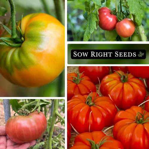 Miniatura 4 de Sow Right Seeds - Colección de semillas de tomate estilo bistec para plantar - Filete de res, Kellogg's, morado Cherokee, levantador de hipotecas