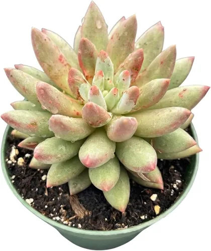 Miniatura 11 de 4" Plantas suculentas vivas Tradescantia Nanouk, suculentas en maceta de fácil cuidado, planta de interior, regalos únicos, decoración para el hogar