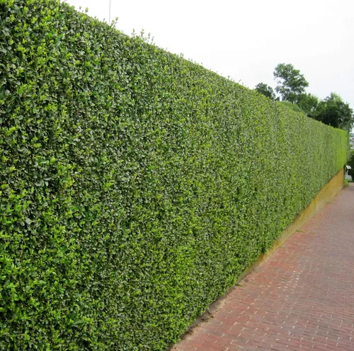 Miniatura 9 de Hierba de hoja rizada - Ligustrum Japonicum Recurvifolium - 3 plantas vivas - Seto de privacidad de floración de hoja perenne