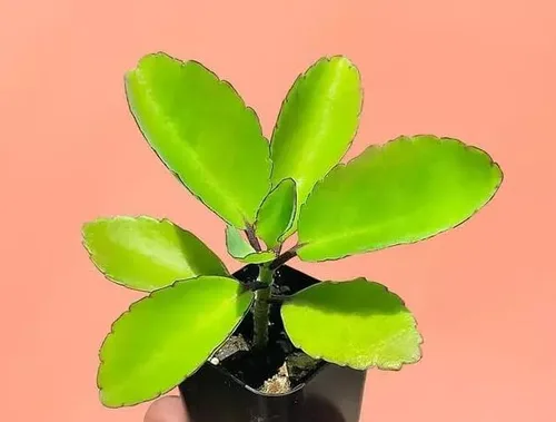 2 Kalanchoe Pinnata Planta Viva, Planta de Aire, Hoja Milagrosa, Bryophyllum Pinnatum
