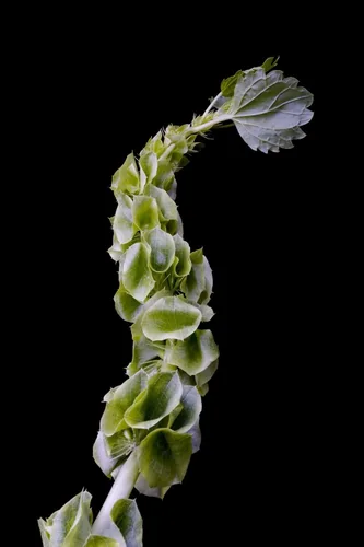 Bells of Ireland - Semillas de flores excelentes para exhibir flores cortadas, crece la suerte de los irlandeses (50 semillas)