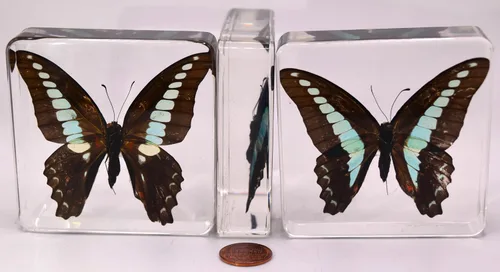 Miniatura 5 de Mariposa Bluebottle real de 2.9 pulgadas en resina de Lucite transparente, grafio, sarpedón, colección de manualidades para biología, ciencias