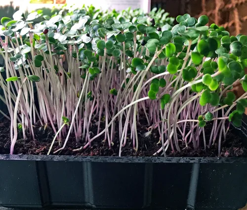 Miniatura 4 de SpongEase - Suelo para macetas Spongease, bolsa desplegable de 1 cuarto de galón, tierra orgánica profesional para semillas, propagación, plantas