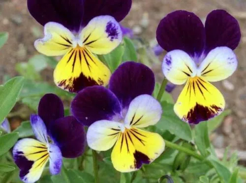 Miniatura 3 de 500 semillas de flores de viola Johnny Jump UP Helen Mount Tricolor Flower
