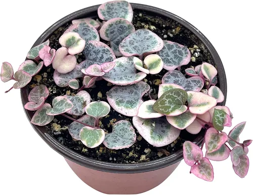 Planta suculenta viva de 4 pulgadas con cuerda de corazones variegada, plantas suculentas vivas, plantas suculentas enraizadas, planta colgante para