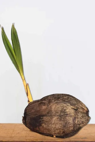 Miniatura 2 de Árbol de coco, amarillo (excluye Ca), 36 pulgadas