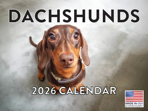 Miniatura 169 de Calendario de pared mensual 2025 Great Dane de 12 meses, fabricado en Estados Unidos