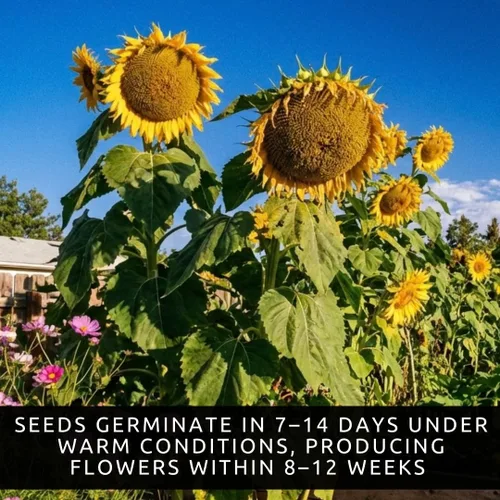 Miniatura 2 de Semillas de girasol de Mongolia – 10 semillas por paquete, fáciles de cultivar para un jardín diverso – Flores amarillas altas y vibrantes
