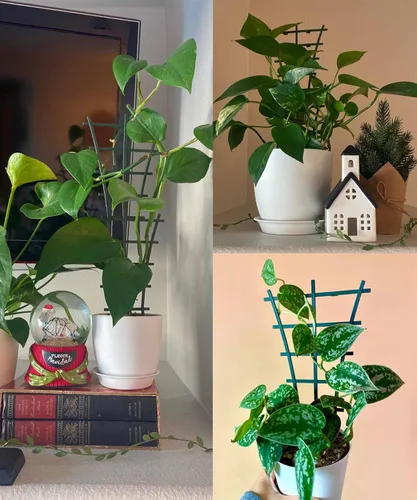 Miniatura 7 de Feitore Enrejado para plantas de interior, 6 piezas de enrejado apilable para plantas trepadoras de interiores, enrejado de escalada para plantas