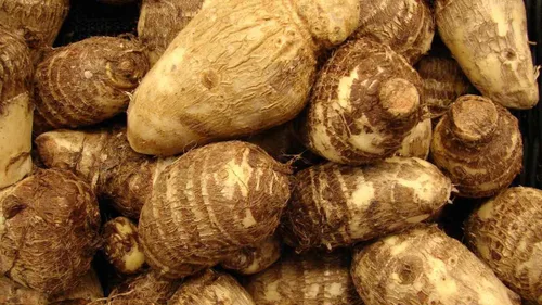 10 bulbos Colocasia Esculenta de oreja de elefante Taro Gabi Kalo Eddo listos para cultivar - Planta tropical de jardín (10 bombillas)