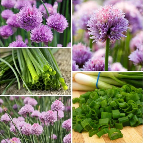 Miniatura 6 de Seed Needs Semillas de cebollino para plantar cebollino común, semillas de hierbas sin OMG y sin tratar para plantar un jardín de hierbas culinarias