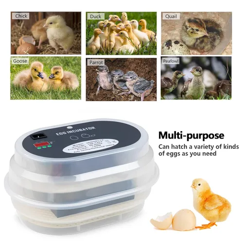 Miniatura 3 de HBlife Incubadora digital de huevos para incubar 9-12 huevos de pollo, codorniz y pato, con giro de huevos completamente automático y pantalla