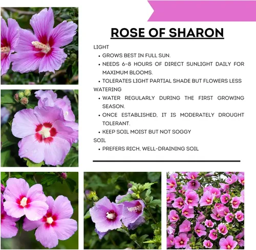 Miniatura 2 de Althea Rose of Sharon Bush - Plantas vivas en maceta, planta de hibisco viva, rosa fragante de planta Sharon, de 6 a 13 pulgadas de alto (rosa)