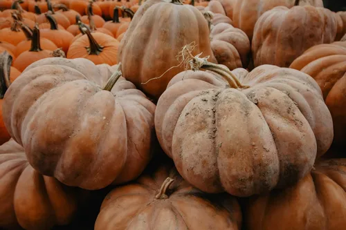 Miniatura 4 de Semillas de calabaza "Fairytale" – Exhibición versátil y calabaza de cocina Carne cremosa, suave y dulce Cucurbita Maxima 'Fairytale' Nunca