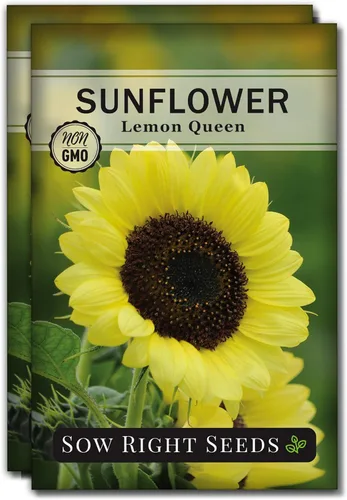 Miniatura 7 de Sow Right Seeds - Semillas de girasol Lemon Queen para plantar - Paquete de reliquia sin OMG con instrucciones para cultivar - Floraciones