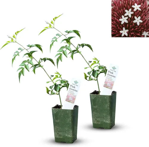 Miniatura 17 de Hibisco Rosa. rosa-sinensis. Planta Viva - Hibisco Tropical Floreciente, Flores Bonitas, Usado en Té y Jugo (2 Plantas de Hibisco Rosa)