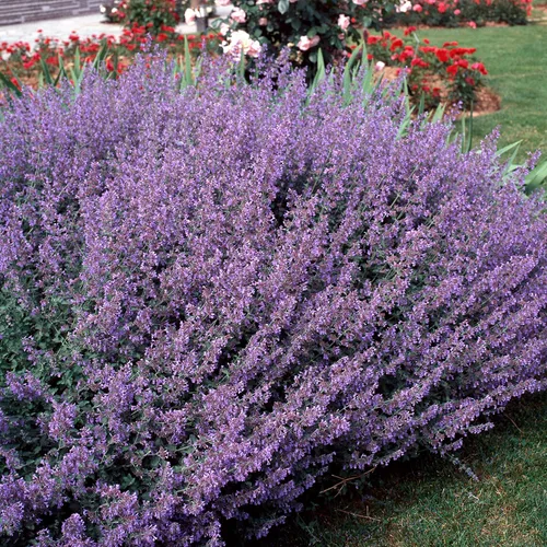 Miniatura 7 de Outsidepride Nepeta Mussinii - Semillas de hierba gatera – 1000 semillas perennes, tolerantes al calor y la sequía para plantar flores azules