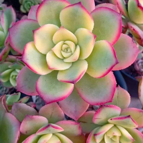 Aeonium Planta Viva, Suculentas Raras de Aeonium para Plantas de Interior en Maceta de 4 Pulgadas, Suculentas para Decoración de Oficina en Casa