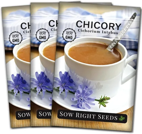 Miniatura 7 de Sow Right Seeds - Semillas de flores de achicoria para plantar - Semillas de reliquia sin OMG con instrucciones para cultivar - Flores silvestres