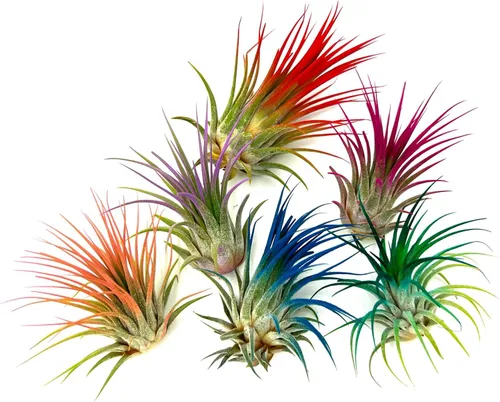 Miniatura 5 de ragnaroc Plantas de aire Tillandsia Ionantha, Regular 2-3 pulgadas - 1 unidad - Color orgánico mejorado - Llegada en vivo garantizada - Plantas