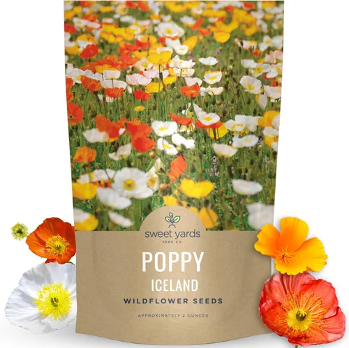 Miniatura 8 de Amapola - Islandia - Paquete grande de 1/2 onza - 75,000 semillas de flores para plantar - Papaver nudicaule