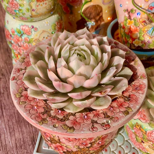 Miniatura 11 de Echeveria Agavoides Cassius - Kit de suculentas abigarradas, con maceta de plástico, 1 cabeza de planta viva de 2.5 pulgadas, suelo comprimido