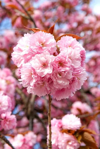 Miniatura 5 de TomorrowSeeds - Semillas de árbol de cerezo japonés - Más de 30 unidades - para plantar 2026 Sakura Pink Floración Asiático Oriental Ornamental