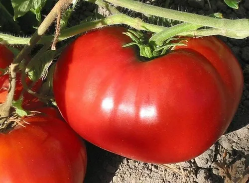 100 semillas de tomate orgánicas deliciosas, récord mundial de tomates de 7 libras, sin OMG, semillas siempre frescas