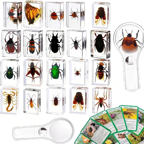 Colección de insectos en resina, juego educativo de espécimen de insectos para niños, perfecto para preescolar, ciencia de aula y exhibiciones en el