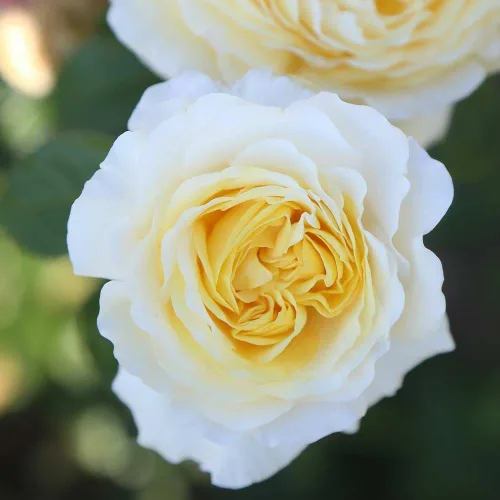 Miniatura 4 de Rosas de té híbridas de reliquia, planta de raíz propia viva para jardín al aire libre, Moonlight Romantica®, muy fragantes, zonas de rusticidad