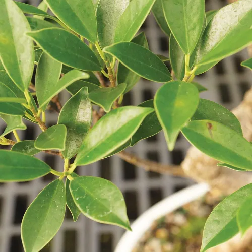 Miniatura 3 de Brussel's Bonsái - Árbol de bonsái de interior de ficus Golden Gate vivo, 4 años de edad; 5 pulgadas a 8 pulgadas de alto con maceta de cultivo