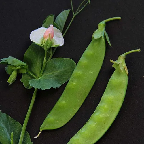 Semillas orgánicas de guisantes de azúcar de Taiwán – 1/2 onza ~ 60 semillas – Semillas orgánicas de granja y hortalizas de polinización abierta sin