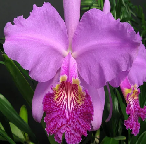 Miniatura 4 de Cattleya Orchid Hawaiian Starter Plants LL110 - 3 unidades de 4 a 6 pulgadas de alto, enraizadas en maceta de 2.5 pulgadas sin floración